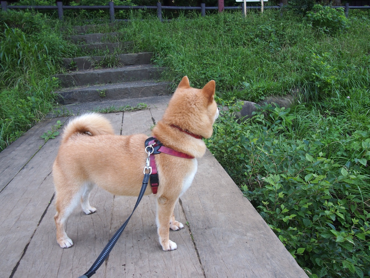 冲刺划频提升技术动作分析，冲刺动作要领